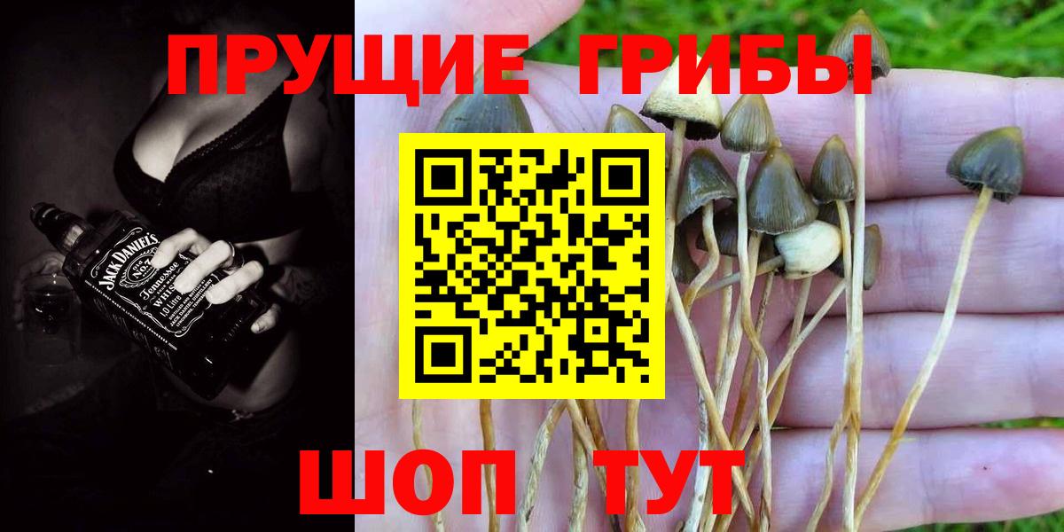 Галлюциногенные грибы MAGIC MUSHROOMS  Вход с VPN  Горно-Алтайск 